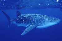 /album/galeria-de-fotos/o-maior-peixe-do-mundo-jpg/